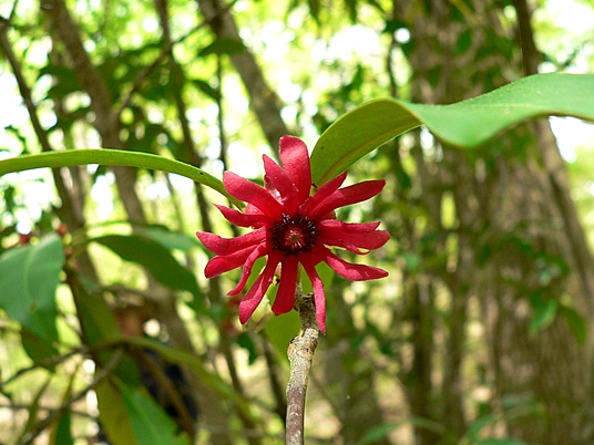 {Illicium floridanum}
